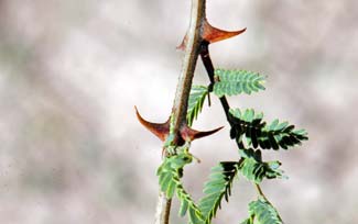 Paired spines; Mimosa aculeaticarpa biuncifera, Catclaw Mimosa Catclaw Mimosa Mimosa aculeaticarpa biuncifera, Catclaw Mimosa Catclaw Mimosa